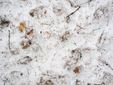 Kışın ormanda kar yağar