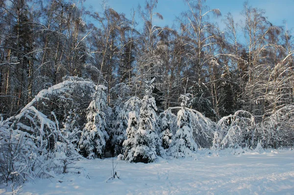 Winterlandschap Met Bomen Gekanteld Onder Het Gewicht Van Sneeuw — Stockfoto