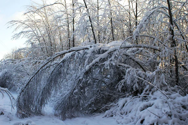 Winter Landscape Trees Tilted Weight Snow — Stock Photo, Image