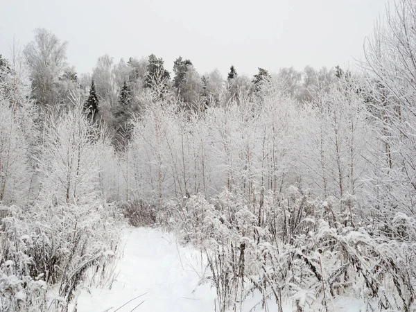 Зимний Пейзаж Березой — стоковое фото