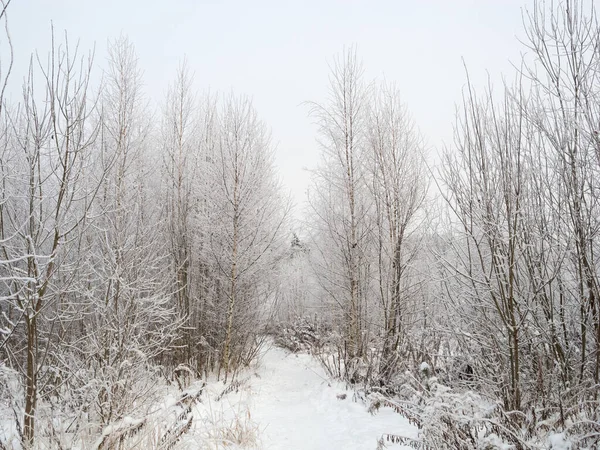 Paisaje Invierno Con Abedul —  Fotos de Stock