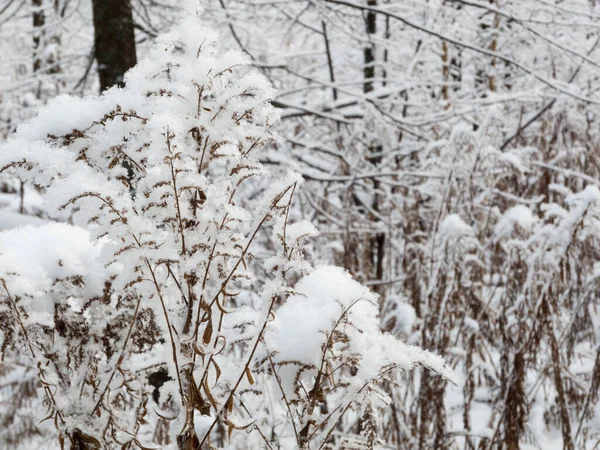 Dry Grass Covered Snow — Stock Photo, Image