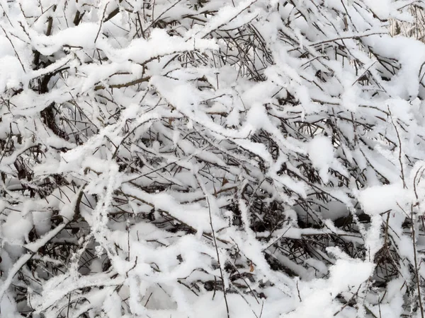 Kışın kardaki ağaç