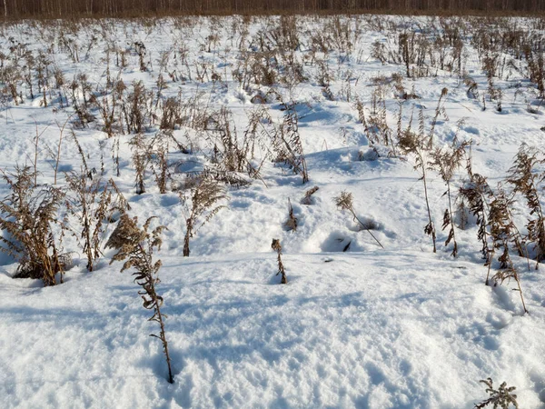 Grama Seca Coberta Neve — Fotografia de Stock