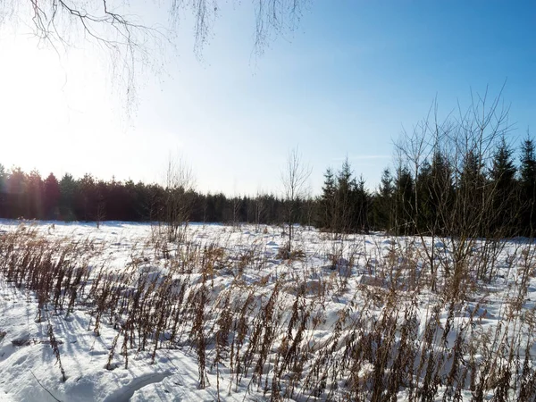 Зимний Пейзаж Сухая Трава Покрыта Снегом — стоковое фото
