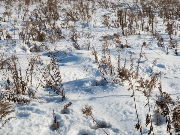 Paisagem Inverno Grama Seca Neve — Fotografia de Stock