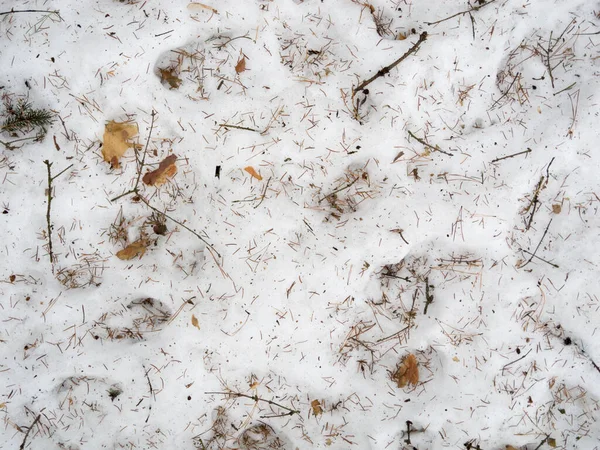 Kışın ormanda kar yağar