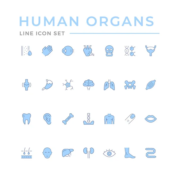 Встановити піктограми кольорової лінії людських органів — стоковий вектор