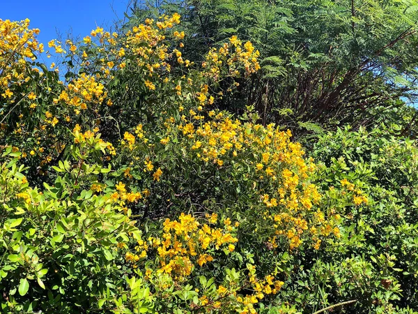 Plantas Verdes Com Belas Flores Amarelas Florescendo Praia Parati Cidade — Fotografia de Stock