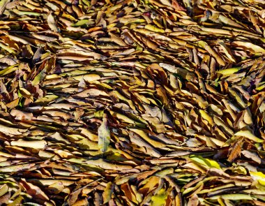 Sarı yapraklar desen, tam çerçeve arkaplan