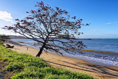 Sahilde kırmızı yapraklı kestane ağacı