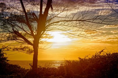 Güzel günbatımı ve manzaralı ağaçları olan muhteşem bir manzara.