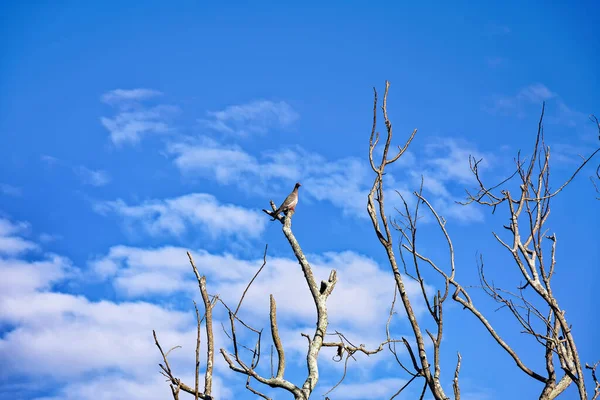 Lonely Dove Branches Blue Background — Stock Photo, Image