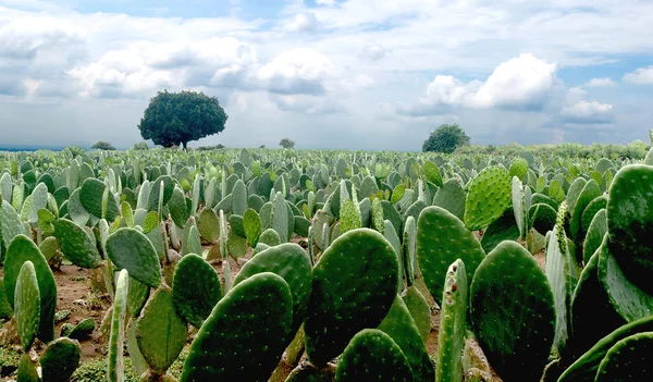 Campo Paisaje Nopal Nopales Nopalera Mexico Hermoso Tradicional Tipico Arboles — Stok Foto