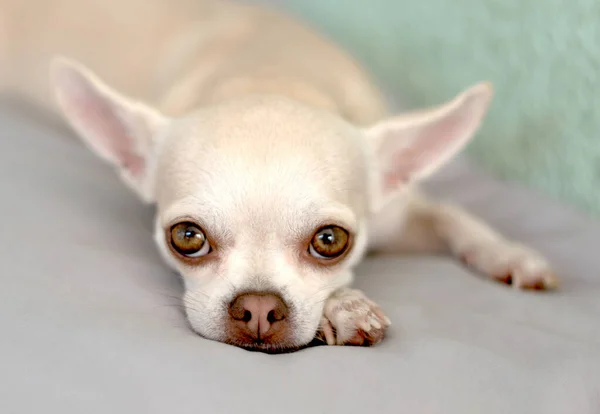 Dulce lindo hermoso chihuahua perro borroso fondo — Foto de Stock