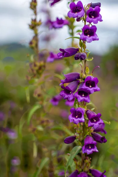 exotic flower purple green blue sky beautiful mexican daylight fragile