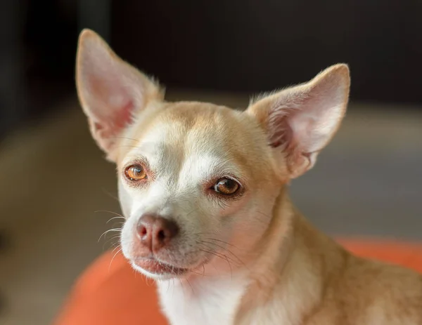 Dulce lindo hermoso chihuahua perro borroso fondo — Foto de Stock