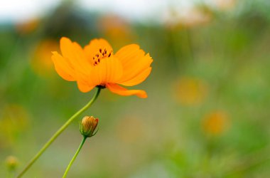 turuncu yabani çiçek yeşil çimen bulanık arkaplan