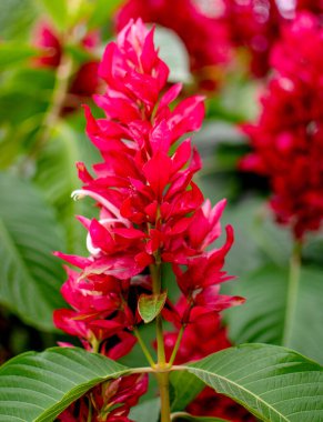 kırmızı yabani çiçek yeşil yaprak arka planı