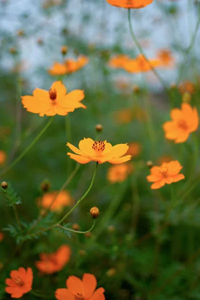 Orange wild flower green grass blurred background — Stock Photo, Image
