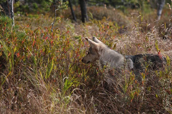 Doğada Bir Köpek — Stok fotoğraf