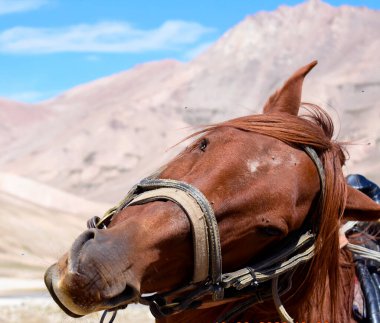 At kadraja girdi ve ona lezzetli bir şeyler ikram etmek istedi.