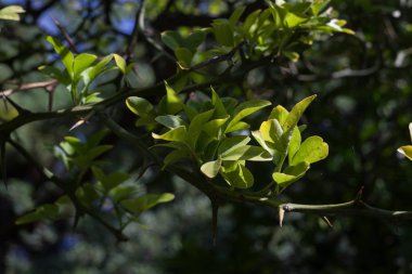 bir dalda asılı olgunlaşmamış Japon limon