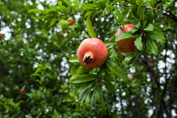 Вкусные фрукты граната на зеленом фоне листьев . — стоковое фото