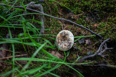 beyaz çöp mantar çim yetişir