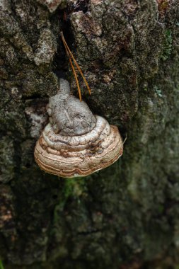 karaçam süngerbir ağaç gövdesi üzerinde yetişir