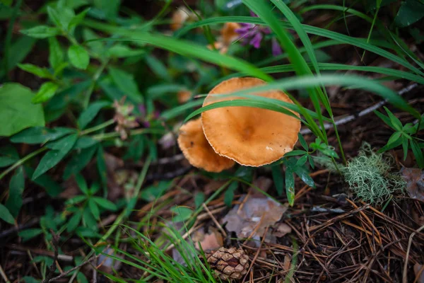 Cogumelo laranja escondido na grama verde — Fotografia de Stock
