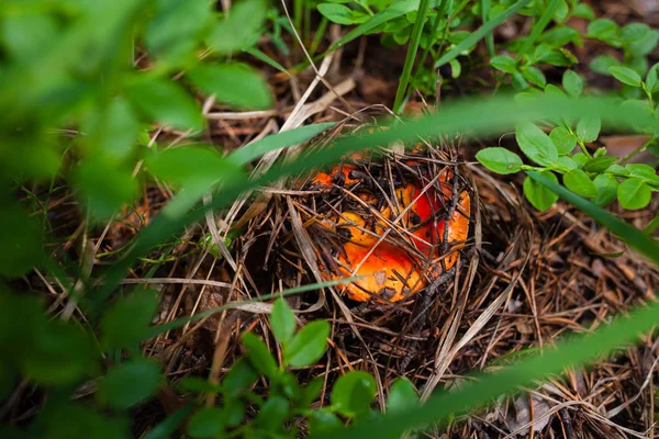 Orange russula gemt under skov vragrester en - Stock-foto