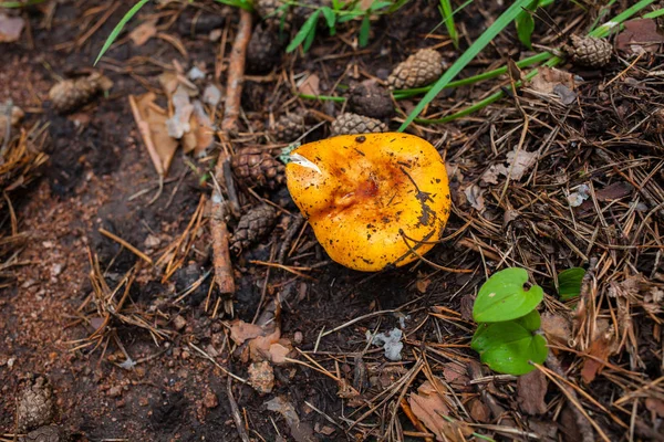 Lille orange russula vokser i skoven - Stock-foto