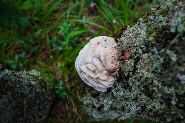 Cogumelos brancos que crescem em uma árvore em um grupo — Fotografia de Stock