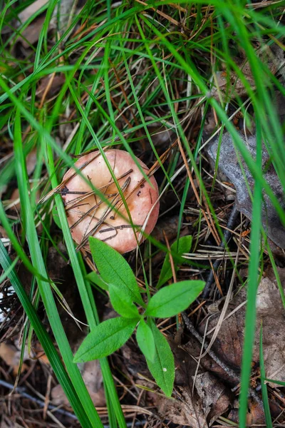 Brun russula gemt under skov vragrester en - Stock-foto