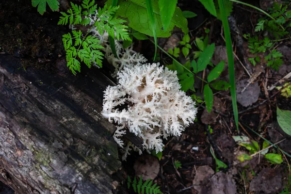 Hydnum coralloides växer på fallna och ruttna trunk — Stockfoto