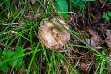 kahverengi russula orman enkaz altında saklandı bir