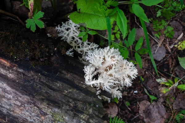 Hericium coralloides poussant sur le tronc tombé et pourri — Photo