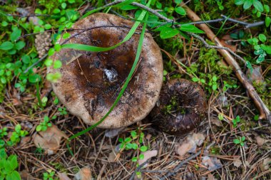 yağmurdan sonra ormanda kahverengi mantar