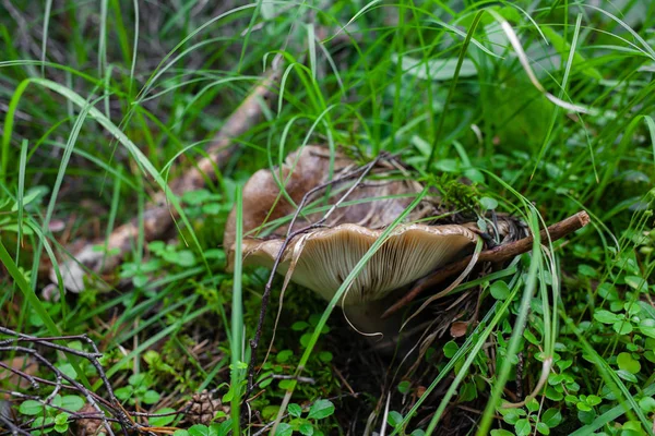 Brun svamp i skogen efter regn — Stockfoto