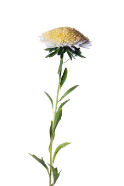 Beyaz Çin Paskalyası