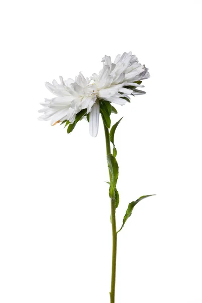 White chinese aster isolated — Stock Photo, Image