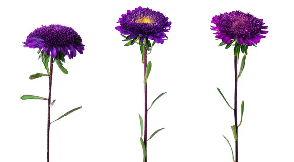 Violeta chino aster aislado — Foto de Stock