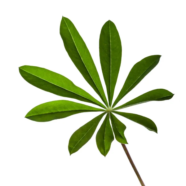 Lupine leaf isolated on white background — Stock Photo, Image