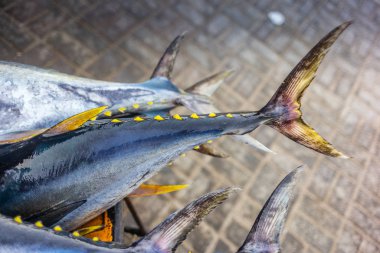 Fresh yellow fin tuna catch at the fish market in Muscat - 2 clipart