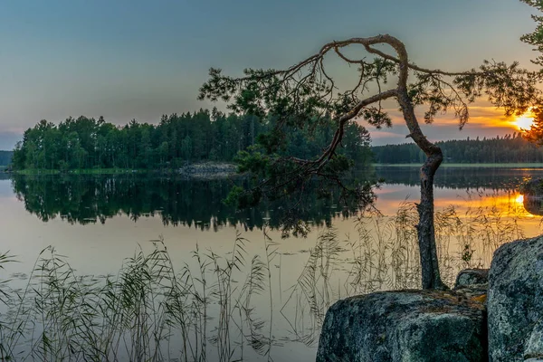 Pini che si riflettono sulle acque calme del lago Saimaa in t — Foto Stock