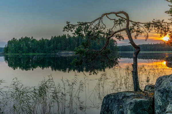 Pine trees reflecting on the calm waters of the Saimaa lake in t — Stock Photo, Image