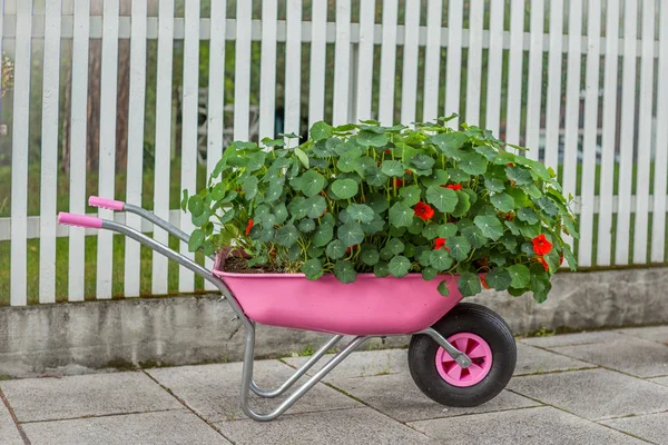 En härlig märklig blomkruka i Norge — Stockfoto