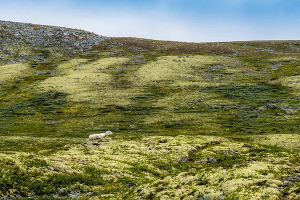 Owce żyjące na wolności w Parku Narodowym Rondane w Norwegii - 2 — Zdjęcie stockowe