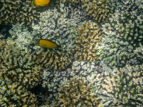 Kolorowe ryby na rafie koralowej w morzu Omanu - 1 — Zdjęcie stockowe